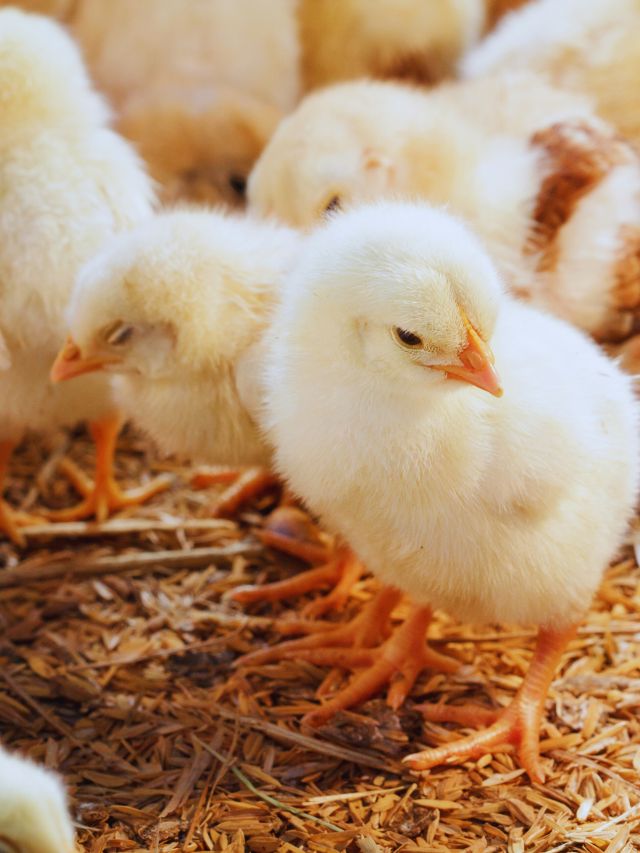 मुर्गी पालन में ये 35 दिन तय करेंगे आपका मुनाफा! जानें