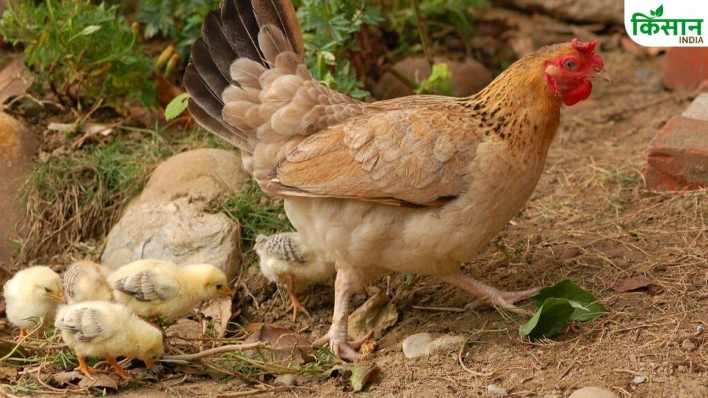 Poultry farming care
