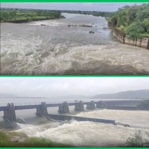 Rain damaged crops in Madhya pradesh