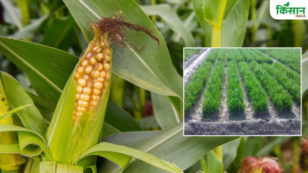Maize Farming