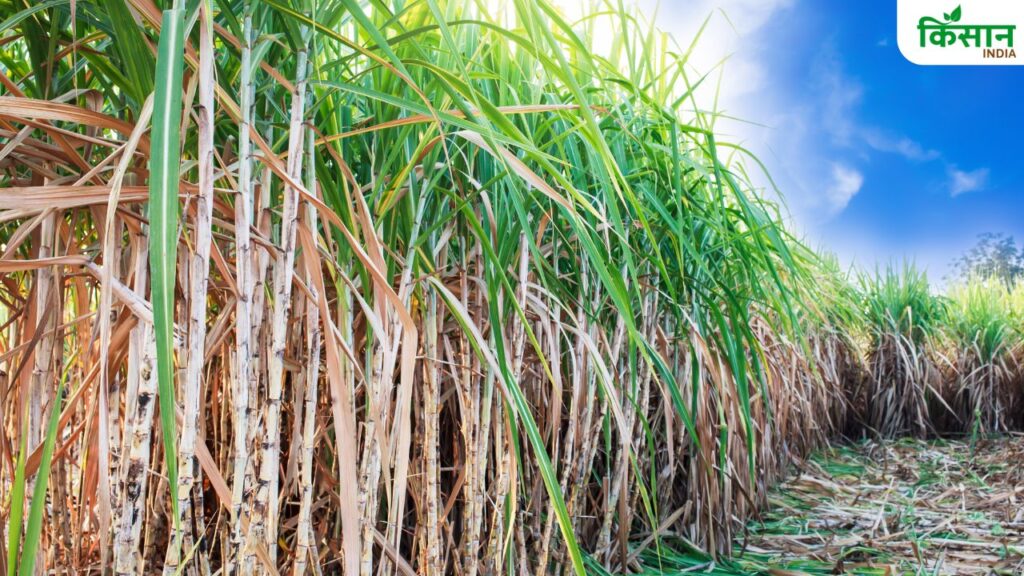 Sugarcane Farming