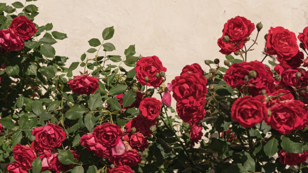 गुलाब का नाम सुनते ही एक खूबसूरत फूल और उसकी भीनी खुशबू मन में बस जाती है. ये फूल कई रंगों में आते हैं लाल, पीला, गुलाबी और सफेद. इसकी खूशबू न सिर्फ वातावरण को महकाती है, बल्कि बगीचे की रौनक भी बढ़ा देती है.  गुलाब का नाम सुनते ही एक खूबसूरत फूल और उसकी भीनी खुशबू मन में बस जाती है. ये फूल कई रंगों में आते हैं लाल, पीला, गुलाबी और सफेद. इसकी खूशबू न सिर्फ वातावरण को महकाती है, बल्कि बगीचे की रौनक भी बढ़ा देती है.