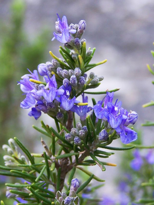 पौधा एक, फायदे अनेक! घर में जरूर लगाएं ये हर्ब