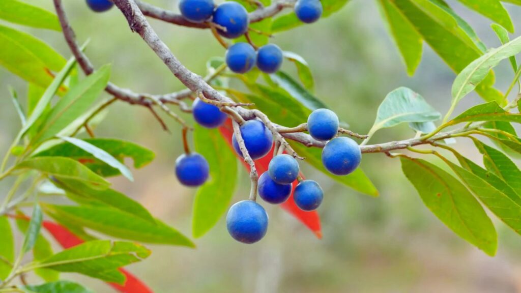 रुद्राक्ष का पेड़ सामान्य पौधों की तरह छोटा नहीं रहता. अगर इसे खुली और उपयुक्त जगह दी जाए तो यह 60 से 80 फीट तक ऊंचा हो सकता है. इसलिए इसे लगाने के लिए ऐसे स्थान का चयन करें जहां इसे फैलने और बढ़ने की पूरी जगह मिल सके, जैसे आंगन या बगीचा. रुद्राक्ष का पेड़ सामान्य पौधों की तरह छोटा नहीं रहता. अगर इसे खुली और उपयुक्त जगह दी जाए तो यह 60 से 80 फीट तक ऊंचा हो सकता है. इसलिए इसे लगाने के लिए ऐसे स्थान का चयन करें जहां इसे फैलने और बढ़ने की पूरी जगह मिल सके, जैसे आंगन या बगीचा.