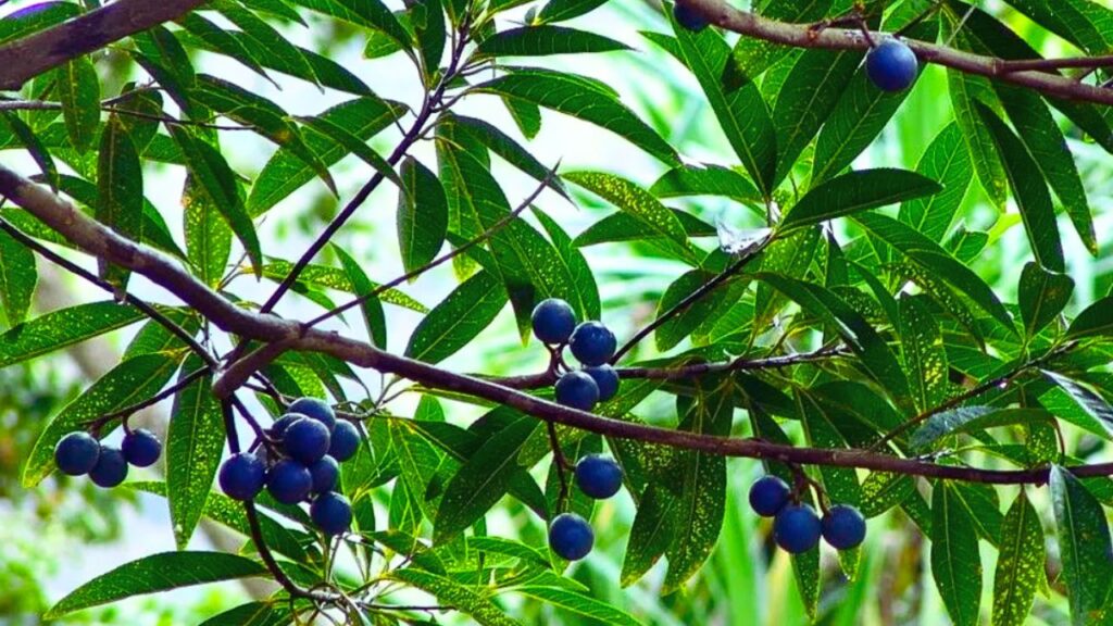 रुद्राक्ष को ऐसी मिट्टी चाहिए जिसमें ड्रेनेज अच्छा हो. इसके लिए 60% गार्डन मिट्टी, 30% जैविक खाद (गोबर की खाद) और 10% कोकोपीट मिलाएं. साथ ही, मिट्टी में थोड़ी सी रेत और कंकड़ भी मिलाएं ताकि मिट्टी में हवा बनी रहे और जड़ों को ऑक्सीजन मिलती रहे. रुद्राक्ष को ऐसी मिट्टी चाहिए जिसमें ड्रेनेज अच्छा हो. इसके लिए 60% गार्डन मिट्टी, 30% जैविक खाद (गोबर की खाद) और 10% कोकोपीट मिलाएं. साथ ही, मिट्टी में थोड़ी सी रेत और कंकड़ भी मिलाएं ताकि मिट्टी में हवा बनी रहे और जड़ों को ऑक्सीजन मिलती रहे.