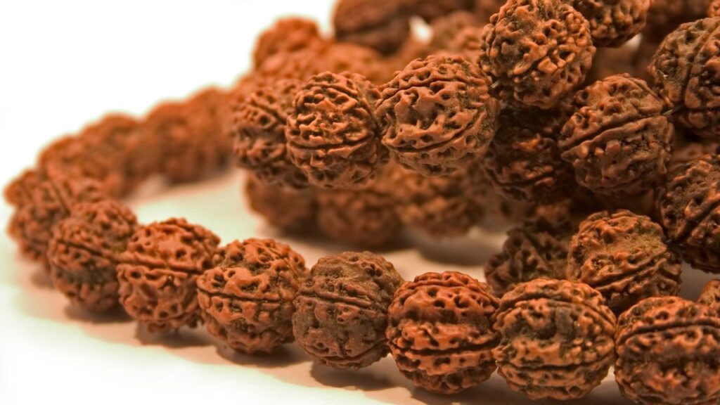 रुद्राक्ष सिर्फ मंदिरों और बाजारों में मिलने वाला धार्मिक बीज नहीं है, इसे आप अपने घर में भी उगा सकते हैं. यह एक फल देने वाला पौधा है और अगर सही तरीके से इसकी देखभाल की जाए, तो आपके आंगन में भी यह विशाल पेड़ बन सकता है. रुद्राक्ष सिर्फ मंदिरों और बाजारों में मिलने वाला धार्मिक बीज नहीं है, इसे आप अपने घर में भी उगा सकते हैं. यह एक फल देने वाला पौधा है और अगर सही तरीके से इसकी देखभाल की जाए, तो आपके आंगन में भी यह विशाल पेड़ बन सकता है.