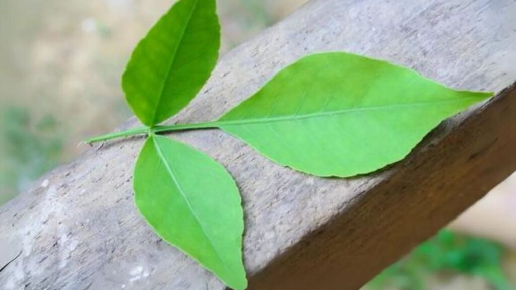 बेलपत्र की तासीर ठंडी होती है, जो गर्मियों में शरीर की गर्मी को कम करने में मदद करती है. यह पूरे दिन शरीर को ठंडा बनाए रखता है और मुंह के छाले, पेट की जलन जैसी परेशानियों में भी राहत देता है. बेलपत्र की तासीर ठंडी होती है, जो गर्मियों में शरीर की गर्मी को कम करने में मदद करती है. यह पूरे दिन शरीर को ठंडा बनाए रखता है और मुंह के छाले, पेट की जलन जैसी परेशानियों में भी राहत देता है.