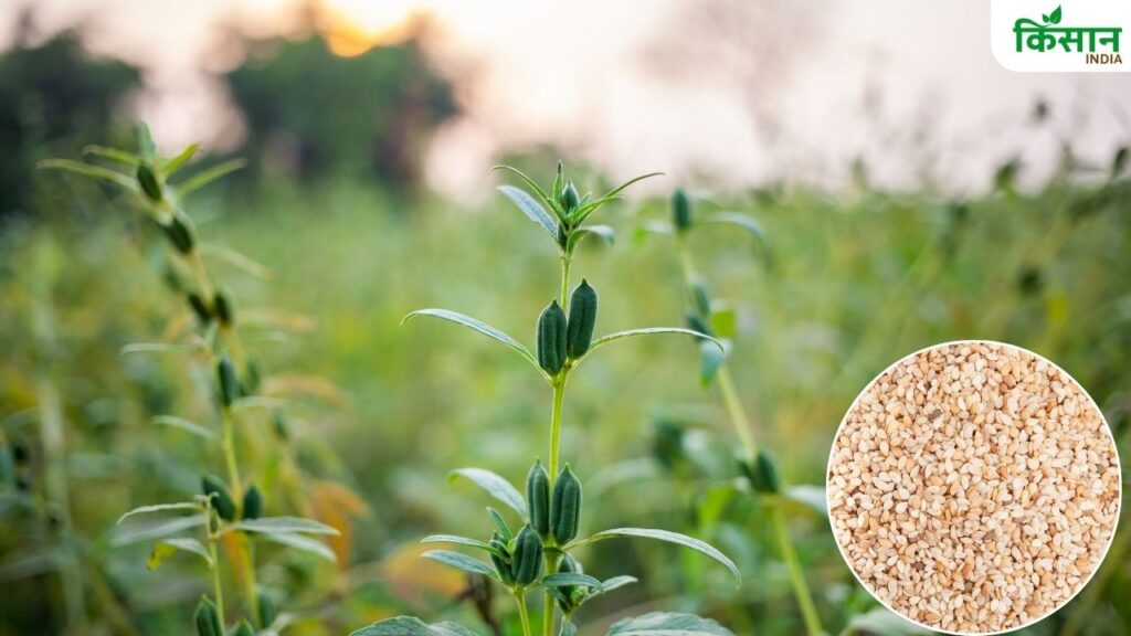 Sesame Farming