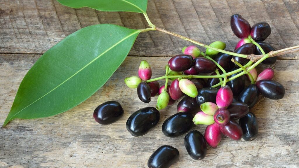 भले ही जामुन में आयरन और पोषण भरपूर हो, लेकिन गर्भवती महिलाओं को खासतौर पर छठे महीने के बाद इसका सेवन डॉक्टर से पूछकर ही करना चाहिए. कभी-कभी इसका अधिक सेवन हार्मोनल असंतुलन या पेट की दिक्कतें पैदा कर सकता है. (Disclaimer - इस खबर में दी गई जानकारी केवल सामान्य जानकारी पर आधारित है.)