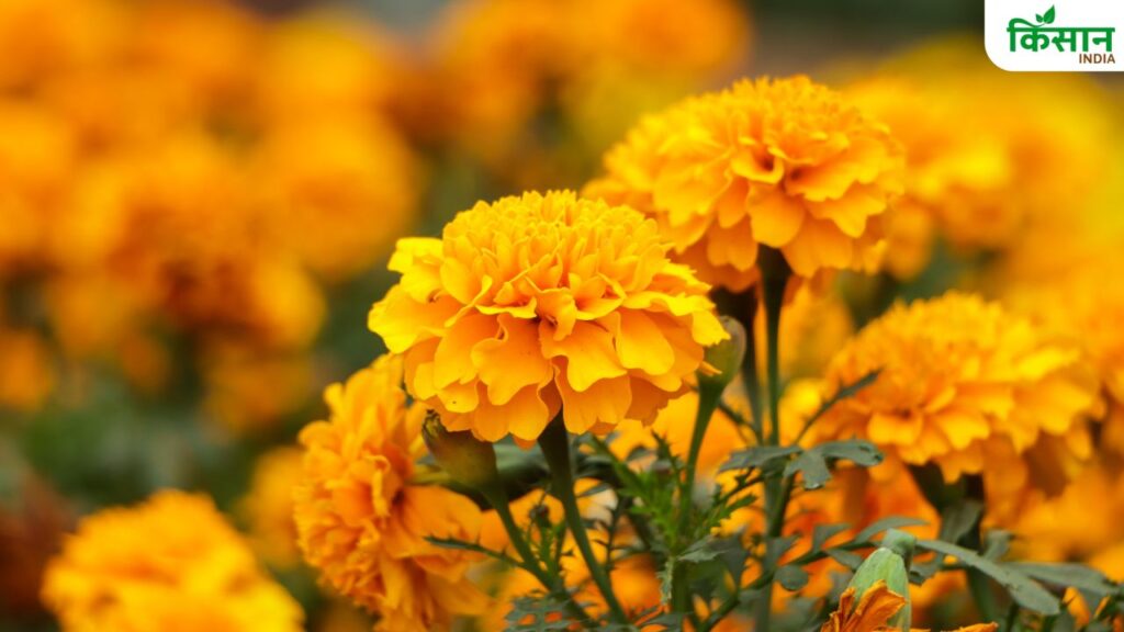 Marigold Flower Farming