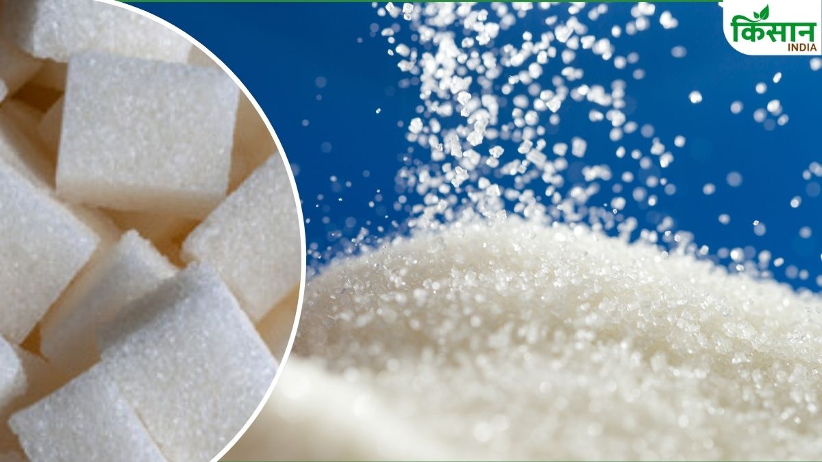 Sugar Really Harmful For Health If Yes Then How Will Consumption Increase Read Isma Facts