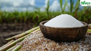 ISMA Report: देश में चीनी उत्पादन में 18.5 प्रतिशत की बढ़ोतरी का अनुमान, जानिए कौन सा राज्य है सबसे आगे