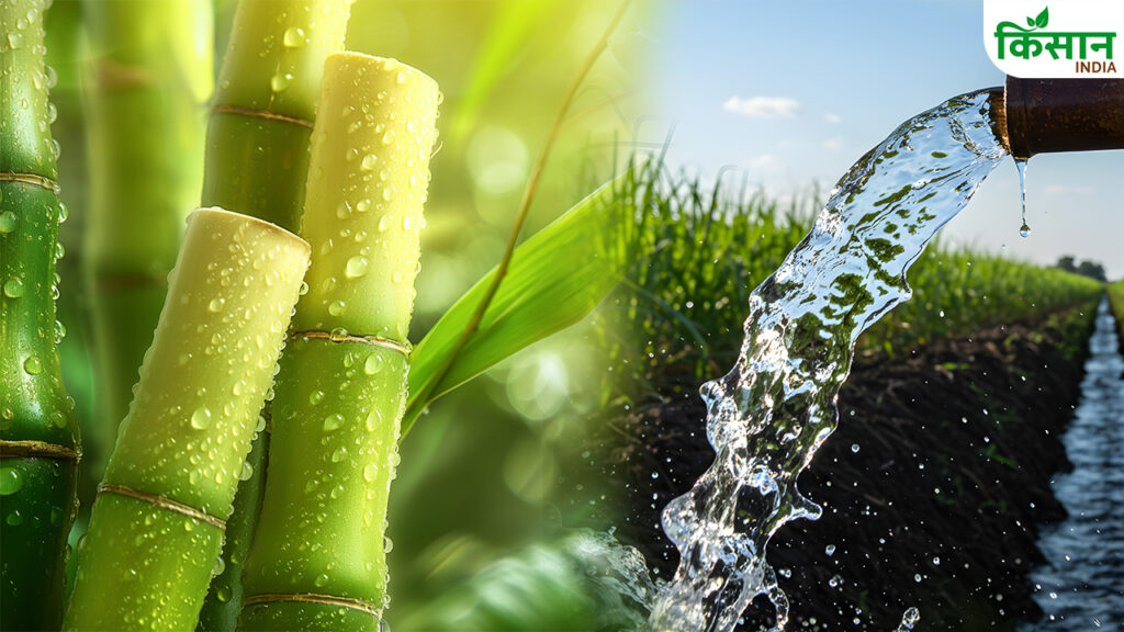 Sugarcane irrigation feature