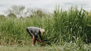 मौजूदा FRP से खुश नहीं हैं किसान, 4500 रुपये टन गन्ने की कीमत तय करने की उठाई मांग