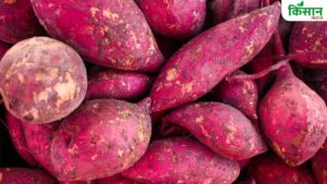 FSSAI Warning: रंगीन दिखने वाला शकरकंद हो सकता है खतरनाक, 5 सेकेंड में ऐसे करें टेस्ट FSSAI Warning: रंगीन दिखने वाला शकरकंद हो सकता है खतरनाक, 5 सेकेंड में ऐसे करें टेस्ट