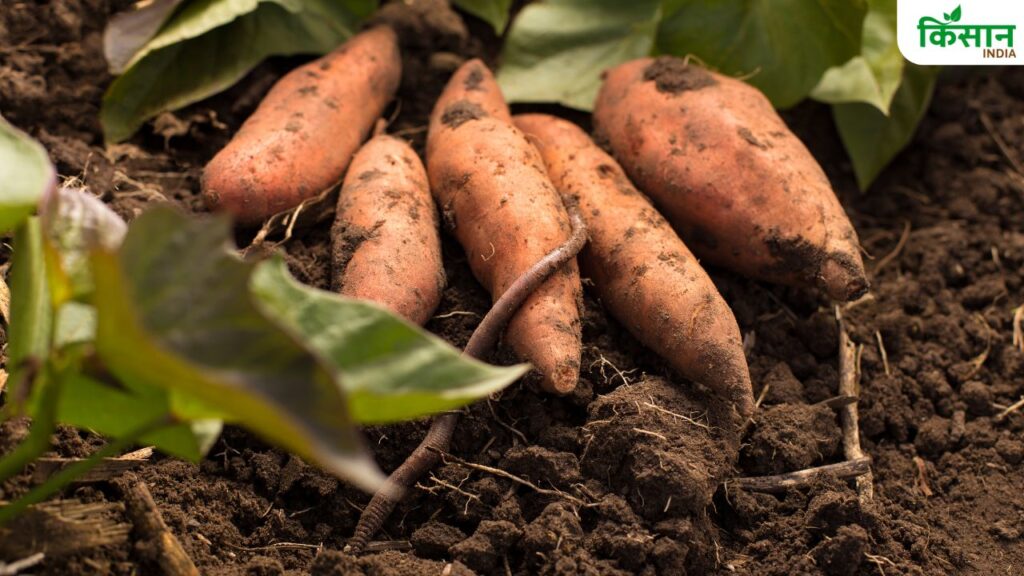 Profitable Sweet Potato Cultivation: Best Varieties, Costs, and Earnings Explained