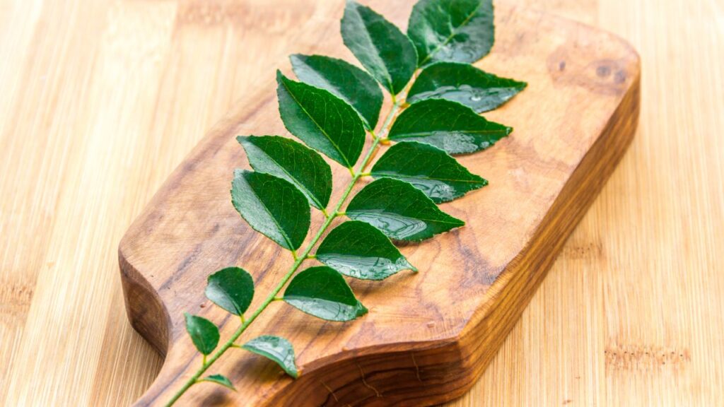 कभी भी करी पत्ते को स्टोर करने से पहले धोकर न रखें. इससे नमी बनी रहती है और पत्ते जल्दी खराब हो जाते हैं. पत्तों को उसी वक्त धोएं जब आप उन्हें इस्तेमाल करने जा रहे हों.