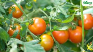 अब गमले में ऐसे करें टमाटर की खेती, 40 दिनों में तैयार हो जाएगी फसल