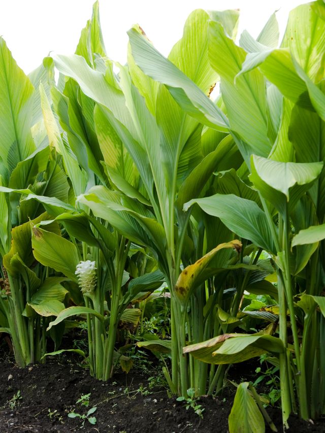 घर पर आसानी से उगाएं हल्दी, बढ़ाएं सेहत और स्वाद!