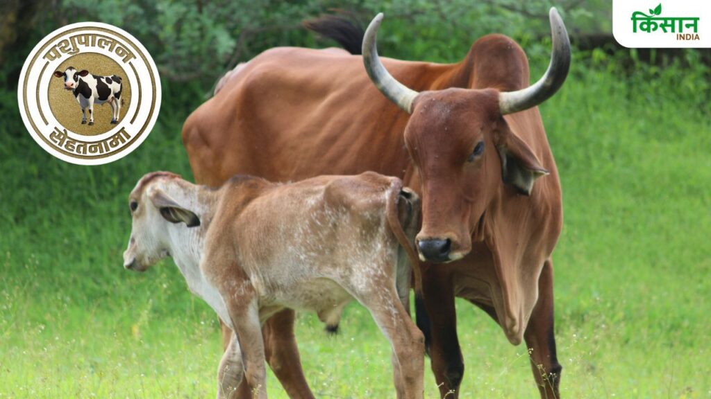 Milk fever in cattle