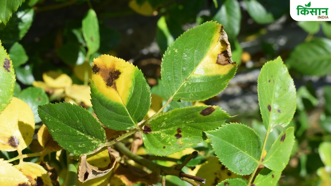 दलहनी फसलों के लिए खतरनाक है ये रोग, बचाव के लिए किसान आज ही करें उपाय