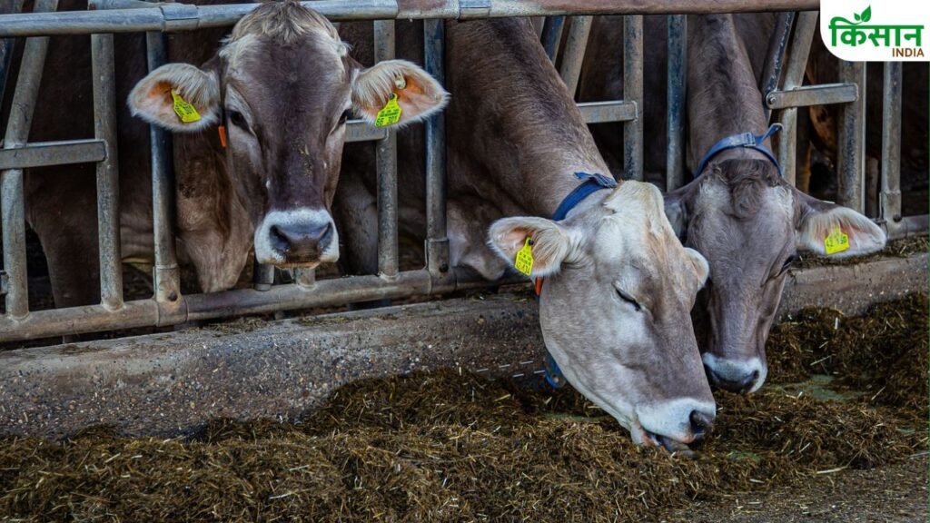 helpline number for animals