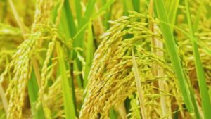 बासमती निर्यातकों ने जताई चिंता, कहा- कीटनाशकों की कीमतों में बढ़ोतरी से बढ़ा खेती का खर्च