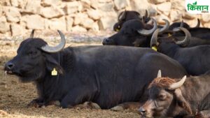 कम दूध, ज्यादा खर्च और लगातार घाटा.. भैंस पालन में इन 3 बातों पर नहीं दिया ध्यान तो पछताएंगे