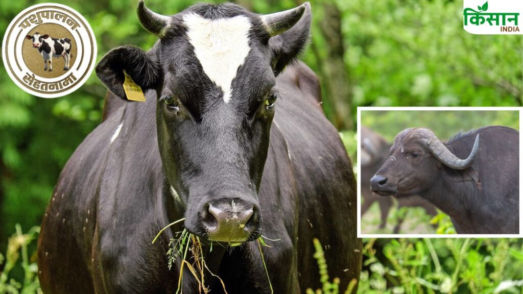 Rinderpest in animals