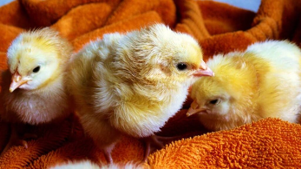 How to Take Scientific Care of Chicks for Better Profits