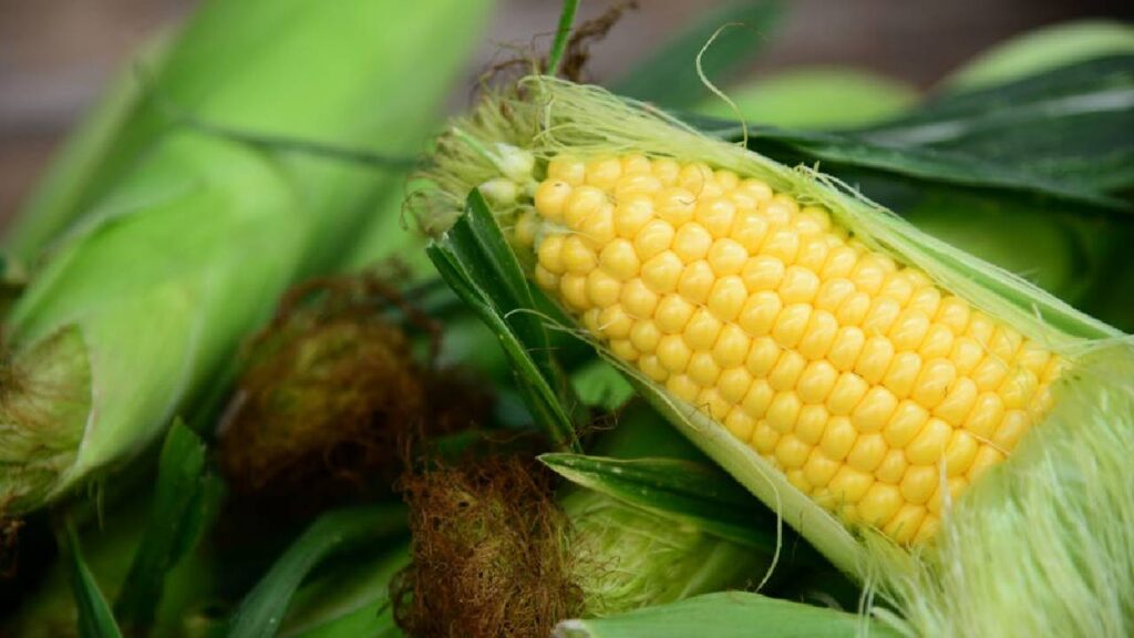 sweet corn farming India