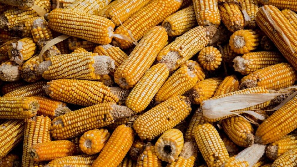 Kharif 2025: Maize Becomes Farmers’ Top Choice as Ethanol Demand Surges, Cotton and Soybean Decline