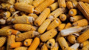 MSP से 800 रुपये क्विंटल कम है मक्के का रेट, किसानों ने की सरकारी खरीद शुरू करने की मांग