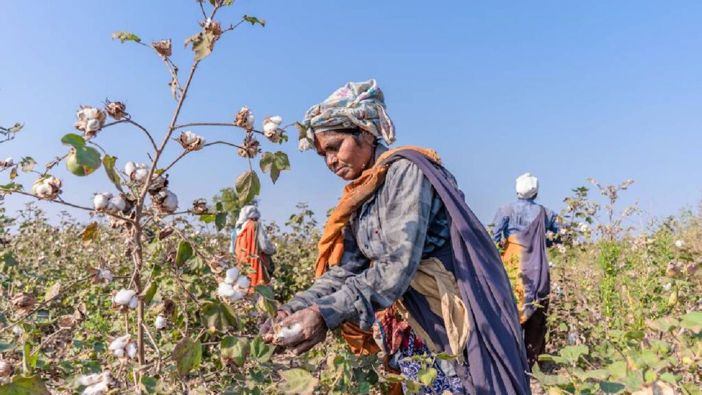cotton farmer