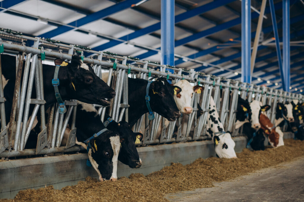 Dairy business Scheme bihar govt