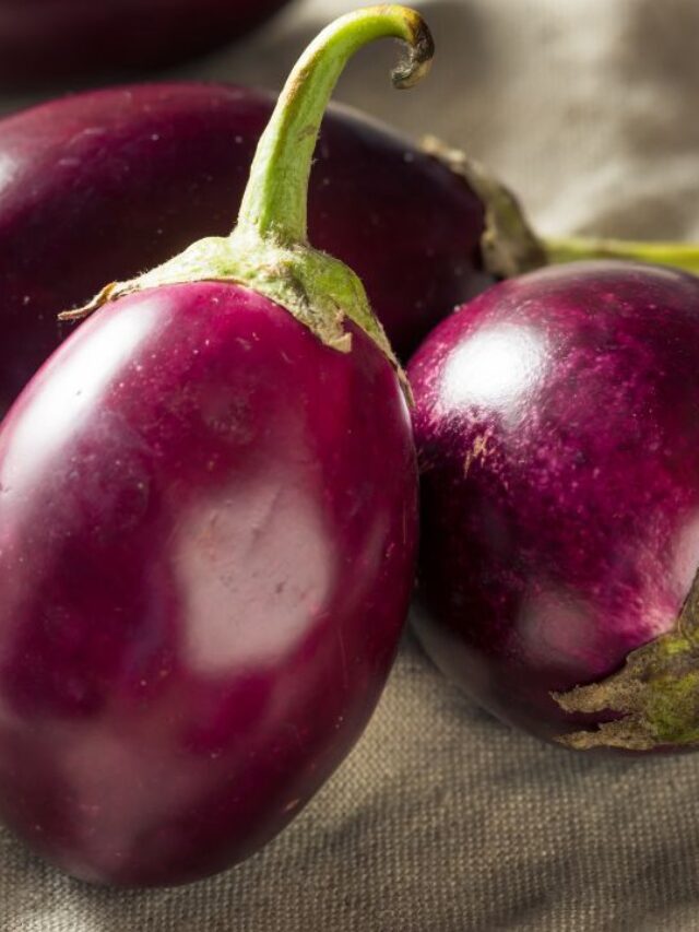बैंगन खरीदते वक्त ये गलती न करें! निकल सकते हैं कीड़े