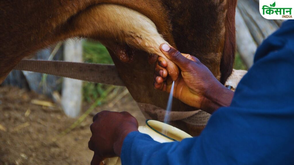 dairy farming,