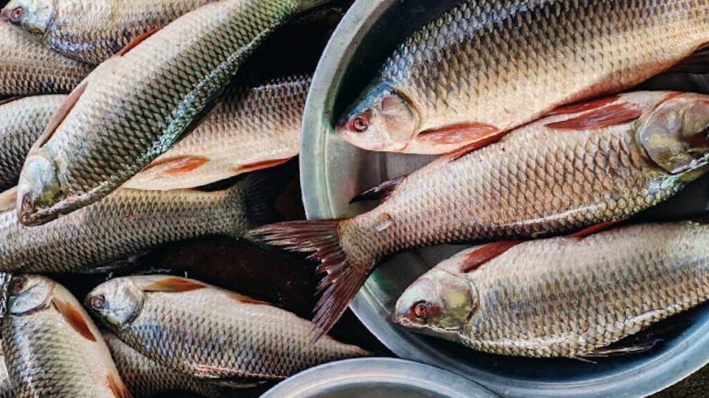 ndia’s Marine Fish Production Jumps 30% in Three Years