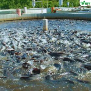 fish disease symptoms