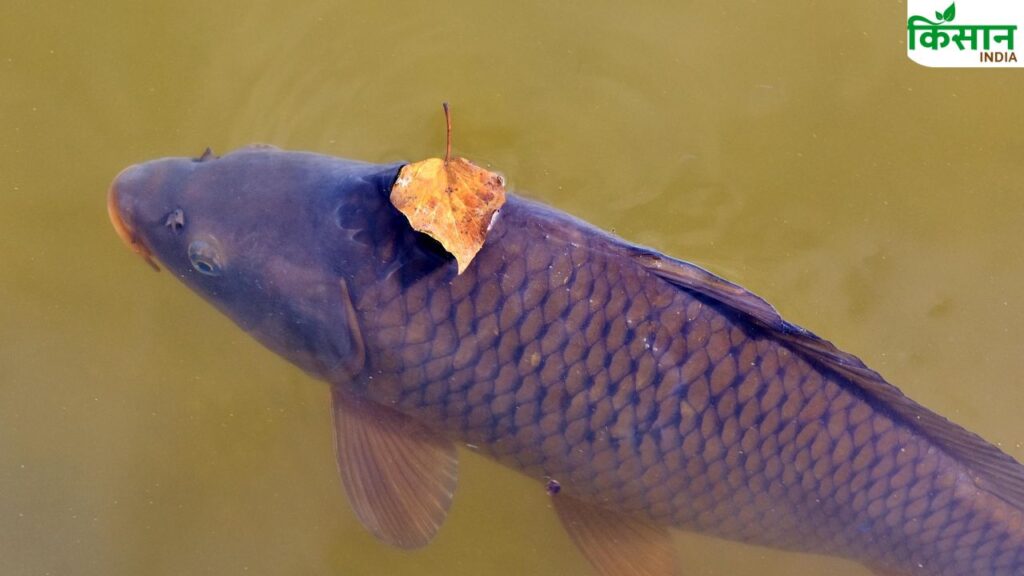 fish farming pond