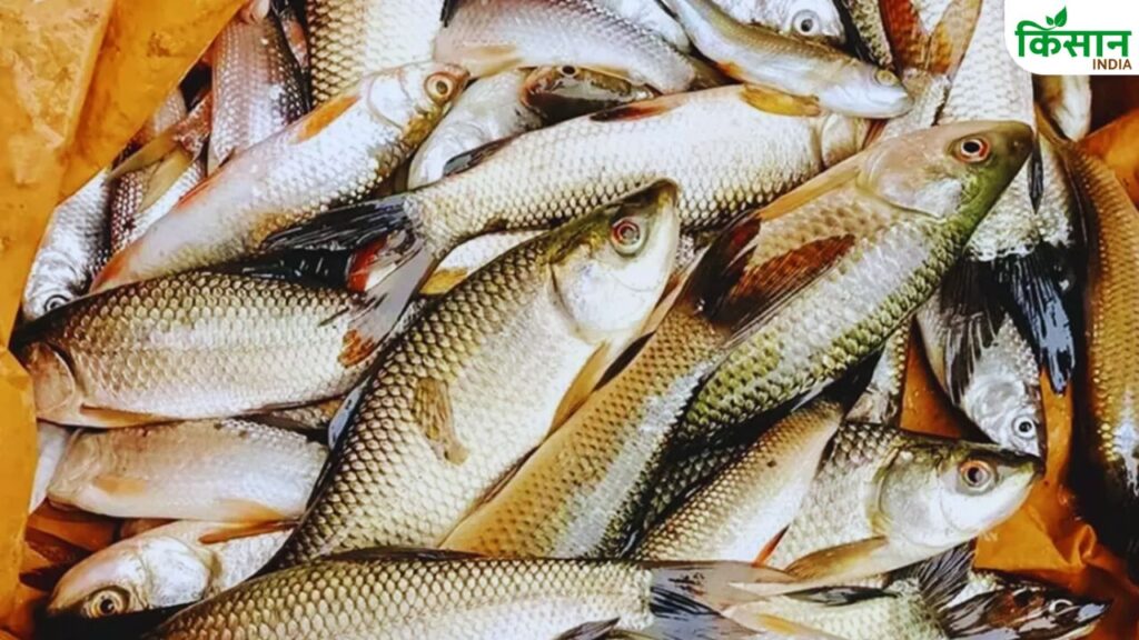 Fish farming
