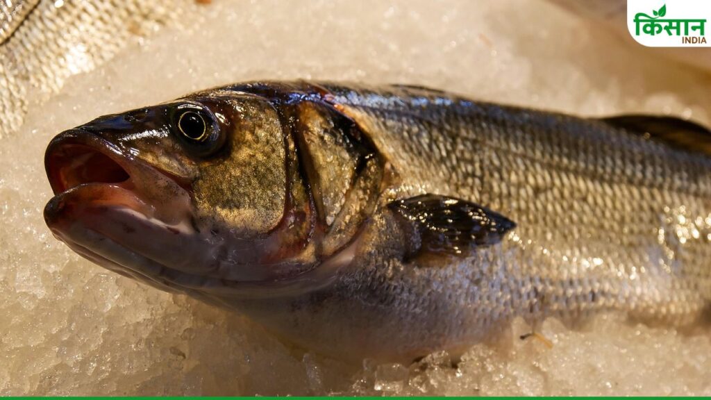 Fish Farming
