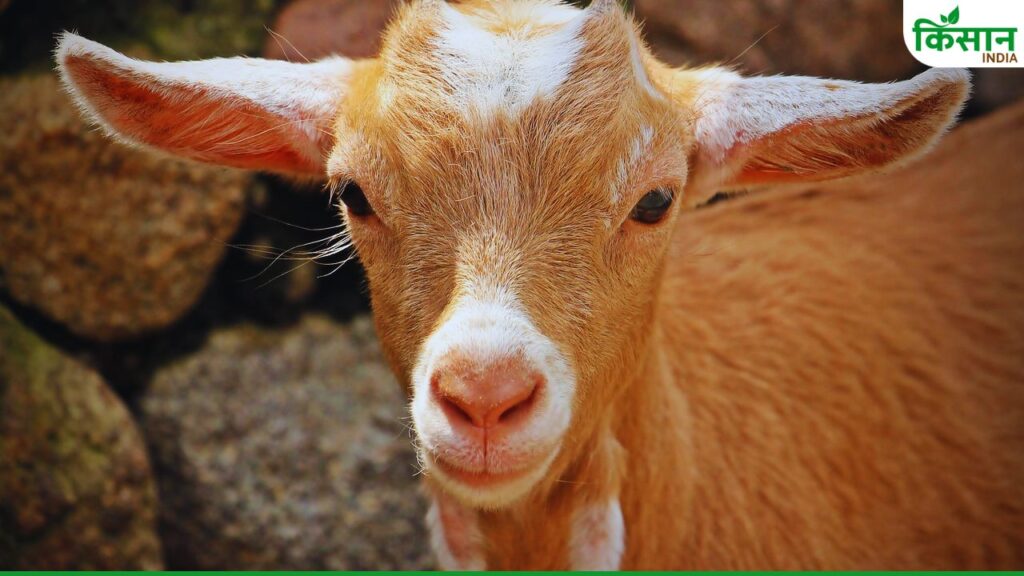 goat farming,