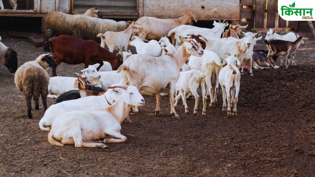 goat farming tips
