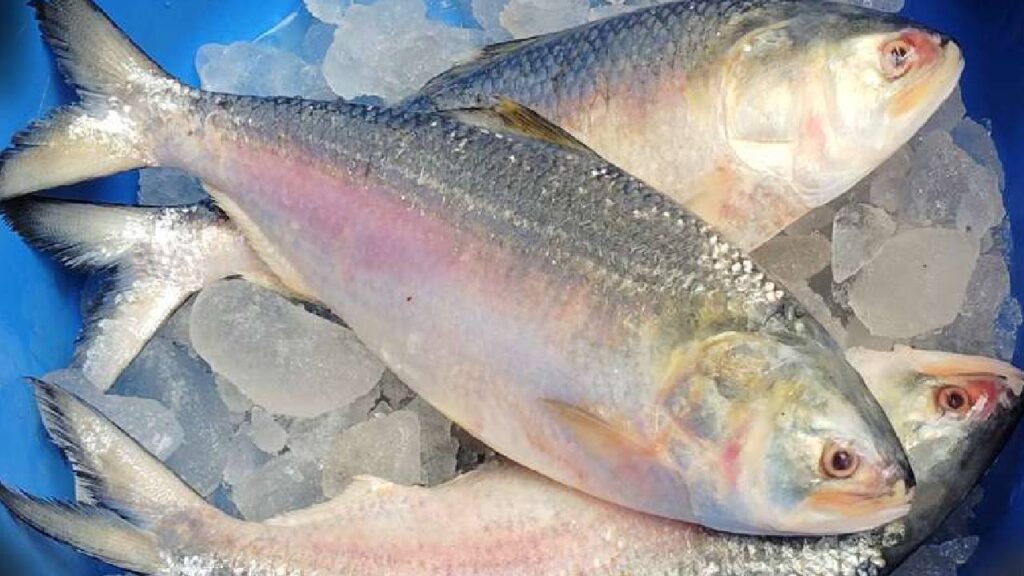 Hilsa Fish Farming: A Profitable Venture in High Demand
