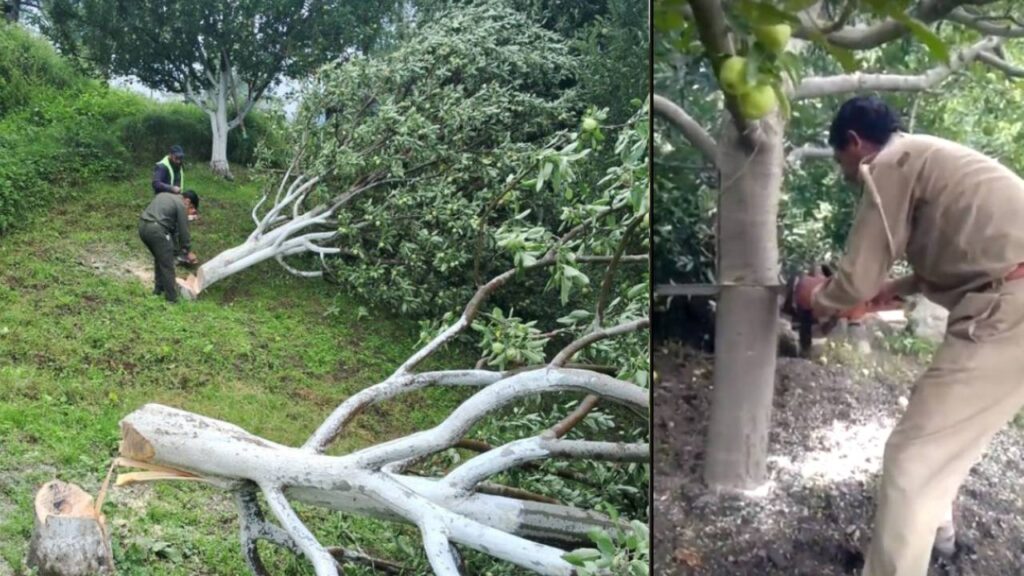 3,000 Apple Trees Cut Mid-Harvest: Himachal’s Farmers Cry for Justice
