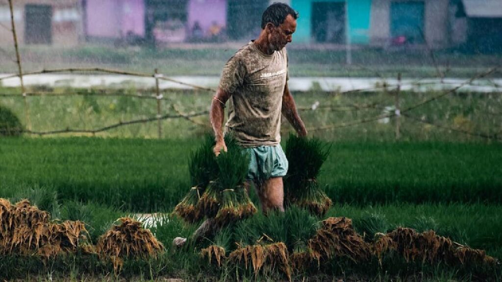 Kharif Sowing Normal Despite Uneven Monsoon, Government Confirms