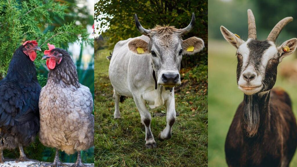 India Prohibits Use of 18 Antibiotics and 18 Antivirals in Animal Farming