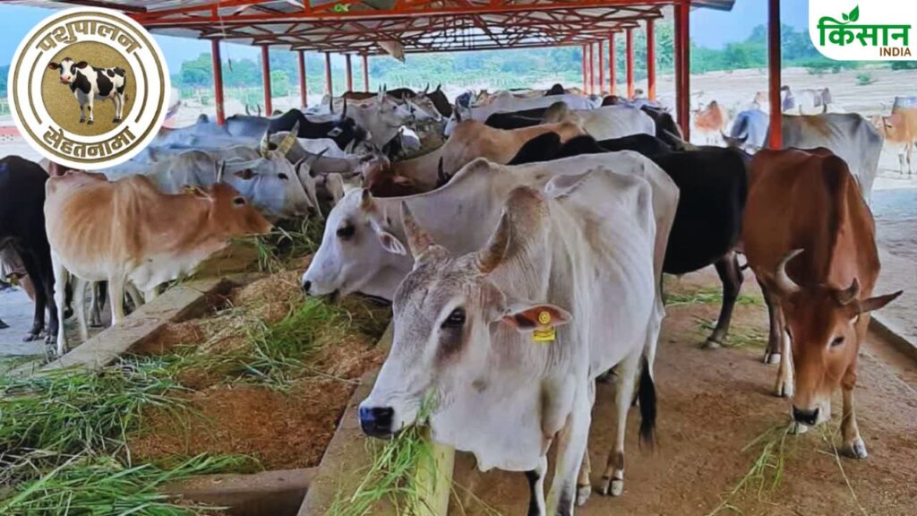 Livestock Disease in Monsoon