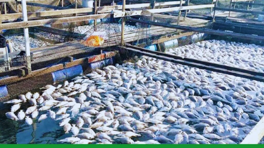 fish disease symptoms